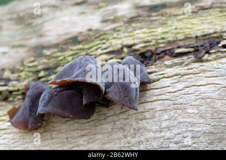 Gros plan du Champignon de l'oreille Jelly poussant sur le tronc de l'arbre Buxus sempervirens (boîte commune) à la fin de l'hiver. Banque D'Images