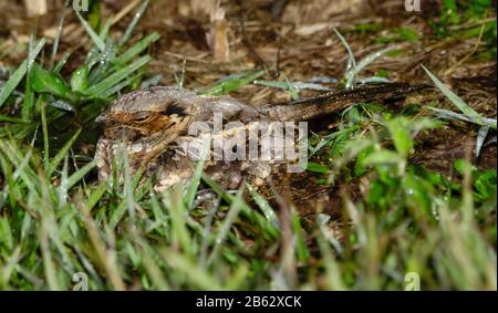 Pauraque commune (Nyctidromus albicollis) Reposant sur le sol Recouvert de Dew tôt Le Matin à Jalisco, au Mexique Banque D'Images