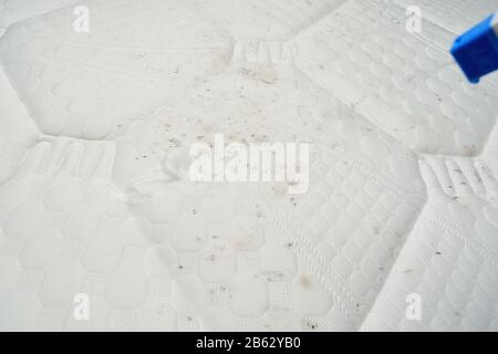 Dépose du moule à l'aide d'un nettoyeur en mousse. Nettoyage d'un chiffon de matelas à l'aide d'un détachant liquide. Champignon, moisissure ou moisissure sur le tissu. Banque D'Images