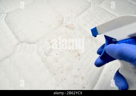 Dépose du moule à l'aide d'un nettoyeur en mousse. Nettoyage d'un chiffon de matelas à l'aide d'un détachant liquide. Champignon, moisissure ou moisissure sur le tissu. Banque D'Images