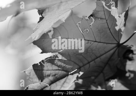 Érable avec des feuilles en forêt d'automne à la belle journée ensoleillée. Vue rapprochée. Image en noir et blanc. Banque D'Images