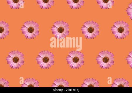 Fleurs fond. Vue de dessus du motif de fleurs de gerbera coloré sur fond orange. Banque D'Images