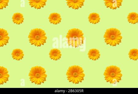 Motif avec fleurs gerbera sur fond jaune. Composition des fleurs. Vue de dessus. Banque D'Images