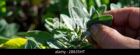 Gros plan, Sage commun (Salvia officinalis) herbes aromatiques et épices. Ramassage à la main de l'usine de salvia Banque D'Images