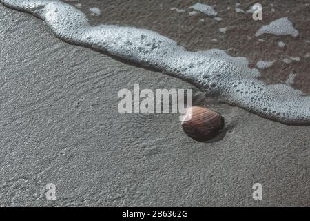 Seashell sur une plage de sable avec vagues Banque D'Images