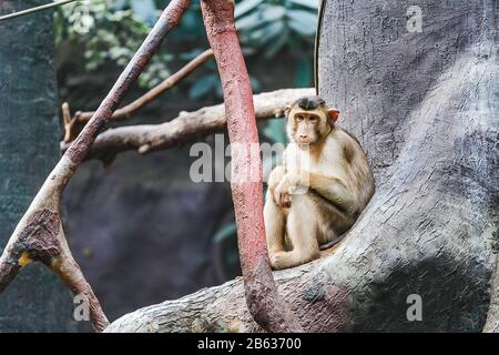 Un singe triste et réfléchi assis sur l'arbre dans un zoo Banque D'Images