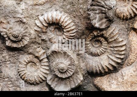 Gros plan de nombreux fossiles préhistoriques d'ammonites à la surface du concept de pierre, d'archéologie et de paléontologie Banque D'Images