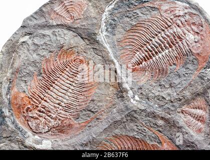 Empreintes de trilobites de créatures vivantes anciennes dans des pierres et des fossiles Banque D'Images