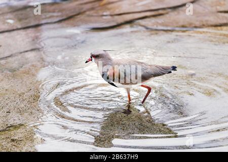 Le sud de Lapad, Vanellus chilensis, oiseau exotique d'Amérique du Sud se lave et éclabousse dans un étang avec de l'eau Banque D'Images