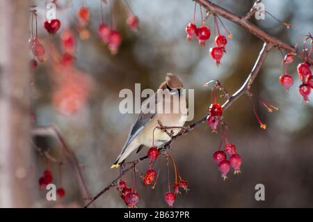 Vadnais Heights, Minnesota. Cèdre waxwing 'Bombycilla cedrorum' dans un arbre à crabale fleuri ornemental. Banque D'Images