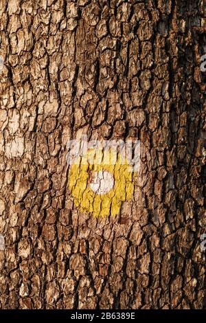 Point jaune marquage pour le chemin de randonnée sur tronc d'arbre dans les parcs naturels Banque D'Images