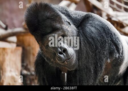 Portrait d'un mâle de gorille de poupe avec une expression faciale sérieuse et mimicry Banque D'Images