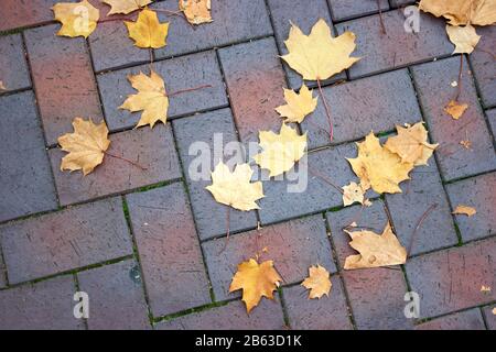 Feuilles d'érable dispersées sur un trottoir pavé. Banque D'Images