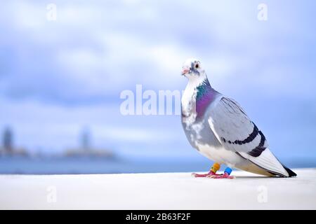 Un pigeon à domicile (Columba livia domestica) livrant un courrier. Banque D'Images