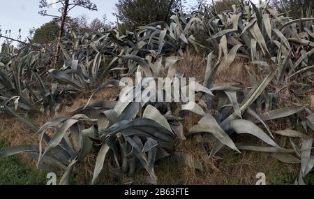 Pente avec les agaves. Usine de Sentry, Agave Americana, magey. Photographie numérique couleur. Collines De Badalona, Barcelone, Espagne. Banque D'Images