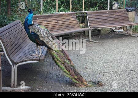 un magnifique spécimen de paon avec une queue colorée dans des couleurs vert et bleu vif dans un parc sur un banc en bois en toscane Banque D'Images