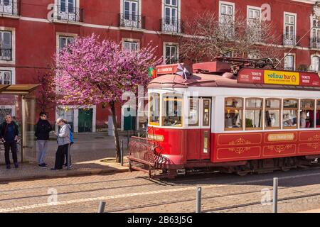 Lisbonne, Portugal - 8 mars 2020: Cerisiers en fleurs et tramway rouge vintage dans le quartier d'Alfama Banque D'Images