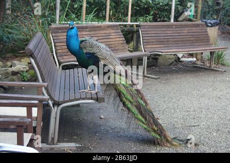 un magnifique spécimen de paon avec une queue colorée dans des couleurs vert et bleu vif dans un parc sur un banc en bois en toscane Banque D'Images