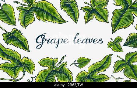 Feuilles de baies vertes. Fond de raisin. Ingrédient pour le vin et le jus. Fruits de table de style vintage. Esquisse de contour gravée dessinée à la main pour la bannière Illustration de Vecteur