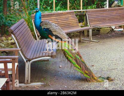 un magnifique spécimen de paon avec une queue colorée dans des couleurs vert et bleu vif dans un parc sur un banc en bois en toscane Banque D'Images