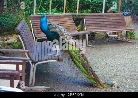 un magnifique spécimen de paon avec une queue colorée dans des couleurs vert et bleu vif dans un parc sur un banc en bois en toscane Banque D'Images