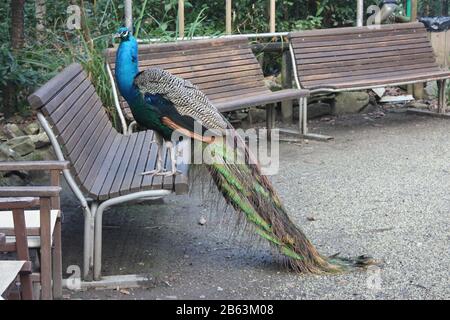 un magnifique spécimen de paon avec une queue colorée dans des couleurs vert et bleu vif dans un parc sur un banc en bois en toscane Banque D'Images