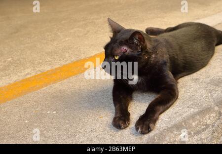 Vue latérale d'un chat noir avec une blessure ouverte à la tête après avoir lutté avec un autre chat, il est allongé sur le sol pour se détendre Banque D'Images