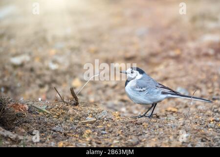 Wagtail se trouve sur le sol avec un magnifique arrière-plan flou. La queue de cheval est un genre, Motacilla, d'oiseaux de sérine de la famille des Motacillidae. Banque D'Images