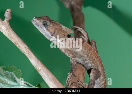 Owatonna, Minnesota. Zoo De Découverte Des Reptiles Et Des Amphibiens. Basilisque Brun, Basiliscus Vittatus. Banque D'Images