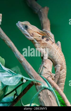 Owatonna, Minnesota. Zoo De Découverte Des Reptiles Et Des Amphibiens. Basilisque Brun, Basiliscus Vittatus. Banque D'Images