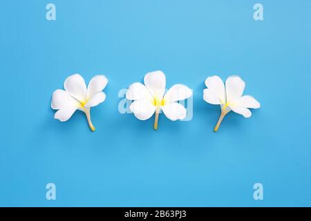 Plumeria ou frangipanier fleur sur fond bleu. Vue d'en haut Banque D'Images
