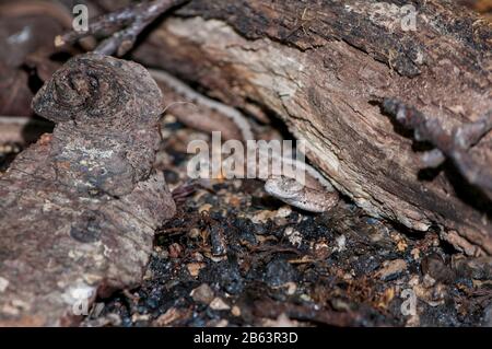 Owatonna, Minnesota. Zoo De Découverte Des Reptiles Et Des Amphibiens. Snake Brun, Saleria Dekayi. Banque D'Images