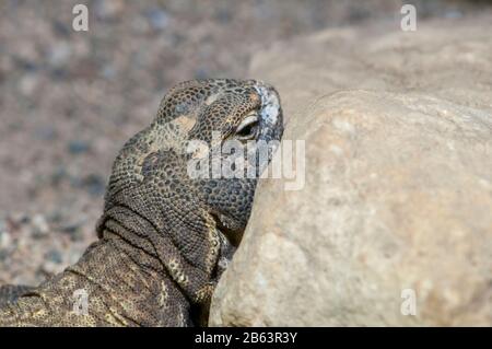 Owatonna, Minnesota. Zoo De Découverte Des Reptiles Et Des Amphibiens. Mali Uromastyx, Uromastyx Maliensis. Banque D'Images