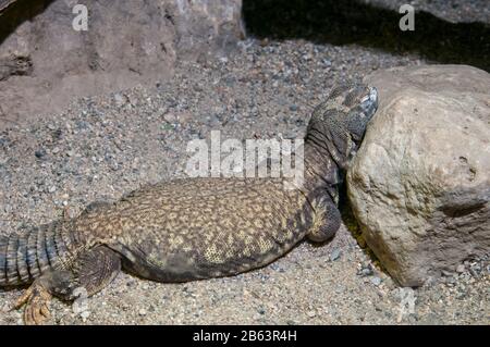 Owatonna, Minnesota. Zoo De Découverte Des Reptiles Et Des Amphibiens. Mali Uromastyx, Uromastyx Maliensis. Banque D'Images