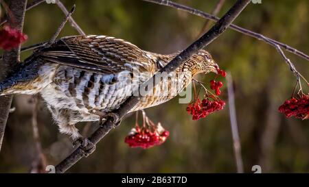 Gélinotte huppée (Bonasa umbellus) perchée sur des branches et mangeant des baies rouges, en rayons du soleil. Banque D'Images