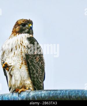 Le Hawk est pris dans un orage, mais essayez de surmonter l'adversité pour chercher de la nourriture Banque D'Images