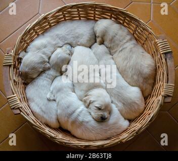 Portrait d'une litière d'un adorable chien doré ou de bébés dormant dans un panier en osier Banque D'Images