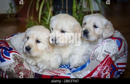 Gros plan Portrait des adorables chiots Golden Retriever de deux mois Banque D'Images