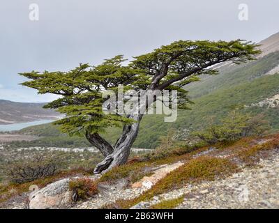 arbre de hêtre nothofagus en forme de vent dans le parc national Los Glaciares de Patagonia, en Argentine Banque D'Images