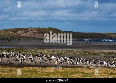 Pingouins Gentoo (Pygoscelis Papouasie), Sea Lion Island, Falkland Islands. Banque D'Images