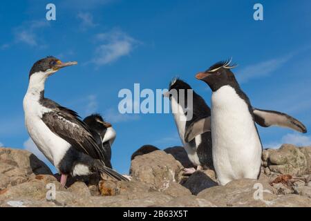 Le cerf impérial (Leucocarbo atriceps) et le pingouin de Rockhopper (Eudyptes chrysocome), l'île de Pebble, les îles Falkland. Banque D'Images