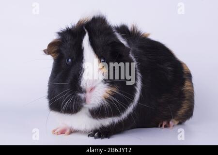 Guinée Pig Studio Shot on White Background Banque D'Images