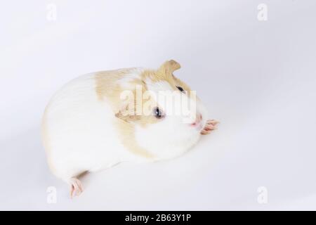 Guinée Pig Studio Shot on White Background Banque D'Images