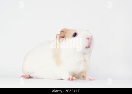 Guinée Pig Studio Shot on White Background Banque D'Images