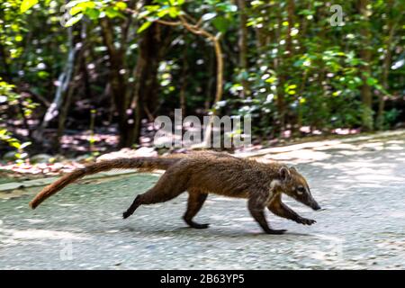 Un Coati est vu manger dans une zone près de la forêt le 27 septembre 2019 à Cancun, au Mexique. Son habitat s'étend du nord du Mexique à l'Amérique du Sud; Ils vivent dans la jungle et dans des endroits où il y a beaucoup d'humidité, ces mammifères sont autour des ordures et des déchets que les gens jettent dans les zones naturelles. Les coatis sont omnivores et se nourrissent habituellement de fruits, de charognes, d'insectes et d'œufs, en raison des conditions générées par l'homme envahissant leurs espaces, ces animaux ont dû se trouver dans la nécessité de voyager dans les rues et de sniff à travers les ordures pour trouver de la nourriture (photo par Eyepix Group/Pacific Pr Banque D'Images