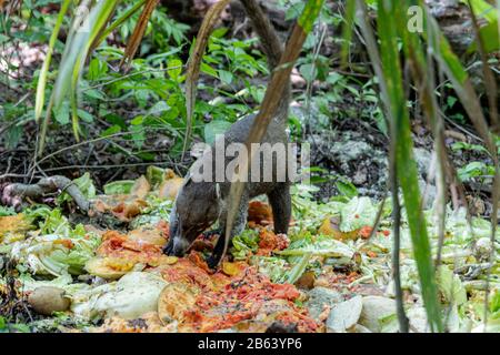 Un Coati est vu manger dans une zone près de la forêt le 27 septembre 2019 à Cancun, au Mexique. Son habitat s'étend du nord du Mexique à l'Amérique du Sud; Ils vivent dans la jungle et dans des endroits où il y a beaucoup d'humidité, ces mammifères sont autour des ordures et des déchets que les gens jettent dans les zones naturelles. Les coatis sont omnivores et se nourrissent habituellement de fruits, de charognes, d'insectes et d'œufs, en raison des conditions générées par l'homme envahissant leurs espaces, ces animaux ont dû se trouver dans la nécessité de voyager dans les rues et de sniff à travers les ordures pour trouver de la nourriture (photo par Eyepix Group/Pacific Pr Banque D'Images