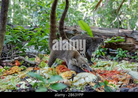 Un Coati est vu manger dans une zone près de la forêt le 27 septembre 2019 à Cancun, au Mexique. Son habitat s'étend du nord du Mexique à l'Amérique du Sud; Ils vivent dans la jungle et dans des endroits où il y a beaucoup d'humidité, ces mammifères sont autour des ordures et des déchets que les gens jettent dans les zones naturelles. Les coatis sont omnivores et se nourrissent habituellement de fruits, de charognes, d'insectes et d'œufs, en raison des conditions générées par l'homme envahissant leurs espaces, ces animaux ont dû se trouver dans la nécessité de voyager dans les rues et de sniff à travers les ordures pour trouver de la nourriture (photo par Eyepix Group/Pacific Pr Banque D'Images