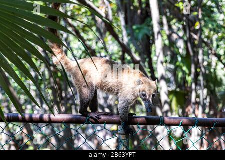Un Coati est vu manger dans une zone près de la forêt le 27 septembre 2019 à Cancun, au Mexique. Son habitat s'étend du nord du Mexique à l'Amérique du Sud; Ils vivent dans la jungle et dans des endroits où il y a beaucoup d'humidité, ces mammifères sont autour des ordures et des déchets que les gens jettent dans les zones naturelles. Les coatis sont omnivores et se nourrissent habituellement de fruits, de charognes, d'insectes et d'œufs, en raison des conditions générées par l'homme envahissant leurs espaces, ces animaux ont dû se trouver dans la nécessité de voyager dans les rues et de sniff à travers les ordures pour trouver de la nourriture (photo par Eyepix Group/Pacific Pr Banque D'Images