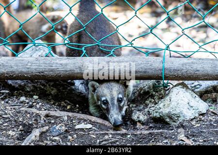 Un Coati est vu manger dans une zone près de la forêt le 27 septembre 2019 à Cancun, au Mexique. Son habitat s'étend du nord du Mexique à l'Amérique du Sud; Ils vivent dans la jungle et dans des endroits où il y a beaucoup d'humidité, ces mammifères sont autour des ordures et des déchets que les gens jettent dans les zones naturelles. Les coatis sont omnivores et se nourrissent habituellement de fruits, de charognes, d'insectes et d'œufs, en raison des conditions générées par l'homme envahissant leurs espaces, ces animaux ont dû se trouver dans la nécessité de voyager dans les rues et de sniff à travers les ordures pour trouver de la nourriture (photo par Eyepix Group/Pacific Pr Banque D'Images