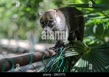 Un Coati est vu manger dans une zone près de la forêt le 27 septembre 2019 à Cancun, au Mexique. Son habitat s'étend du nord du Mexique à l'Amérique du Sud; Ils vivent dans la jungle et dans des endroits où il y a beaucoup d'humidité, ces mammifères sont autour des ordures et des déchets que les gens jettent dans les zones naturelles. Les coatis sont omnivores et se nourrissent habituellement de fruits, de charognes, d'insectes et d'œufs, en raison des conditions générées par l'homme envahissant leurs espaces, ces animaux ont dû se trouver dans la nécessité de voyager dans les rues et de sniff à travers les ordures pour trouver de la nourriture (photo par Eyepix Group/Pacific Pr Banque D'Images